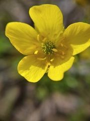 Ranunculus pedatus