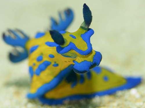 Tambja verconis