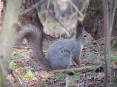 Sciurus vulgaris