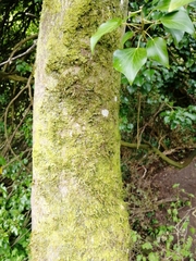 Kindbergia praelonga