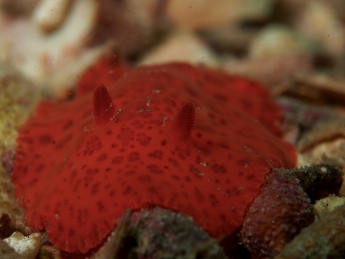 Discodoris paroa
