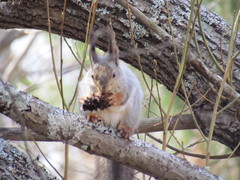 Sciurus vulgaris