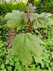Acer pseudoplatanus