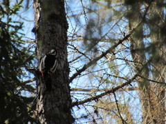 Dendrocopos major