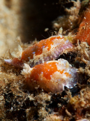 Chromodoris alternata