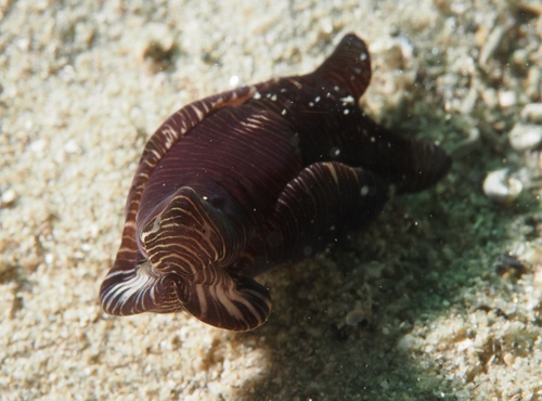 Tubulophilinopsis lineolata
