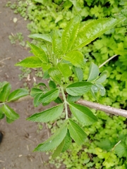 Sambucus nigra