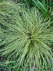 Carex oshimensis
