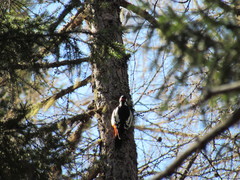 Dendrocopos major