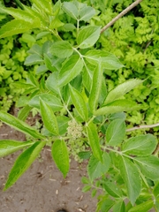 Sambucus nigra
