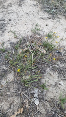 Goodenia macbarronii