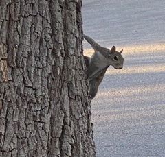 Sciurus carolinensis