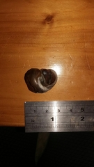 Amphibola crenata