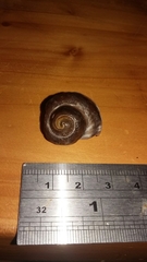 Amphibola crenata