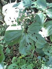 Dioscorea dregeana