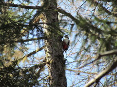 Dendrocopos major
