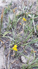 Goodenia macbarronii