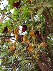 Kigelia