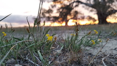 Goodenia macbarronii