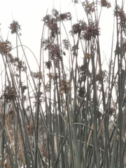 Cyperus papyrus