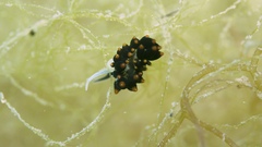 Ercolania boodleae image