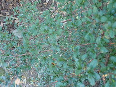 Rhododendron kiusianum