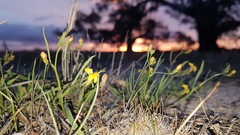 Goodenia macbarronii