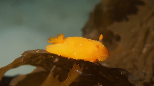Doriopsilla carneola