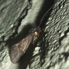 Brachycentrus