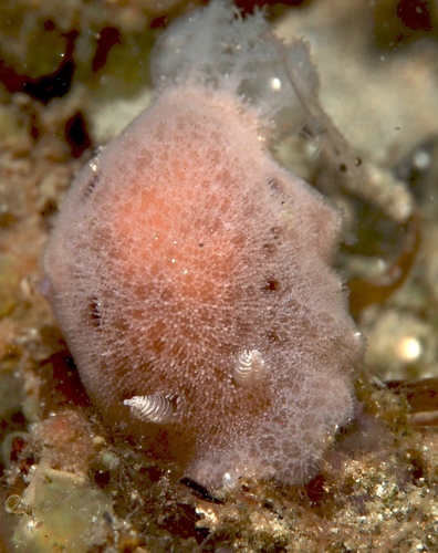 Jorunna hartleyi