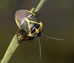 Commius elegans