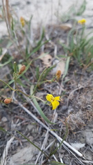 Goodenia macbarronii