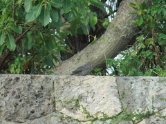 Monticola solitarius