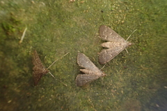 Pilocrocis