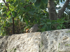 Monticola solitarius