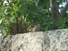 Monticola solitarius