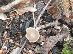 Strobilurus tenacellus