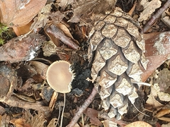 Strobilurus tenacellus