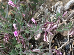 Polygala rupestris