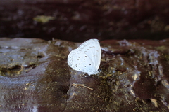 Celastrina lavendularis himilcon
