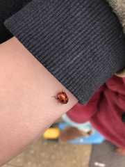 Coccinella septempunctata