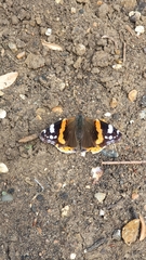 Vanessa atalanta