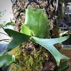 Platycerium alcicorne