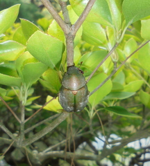 Anomala albopilosa albopilosa