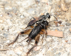 Mitius minor