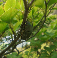 Anomala albopilosa albopilosa