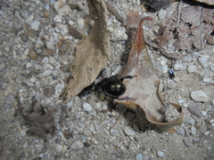 Phelotrupes laevistriatus