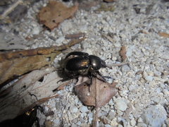 Phelotrupes laevistriatus