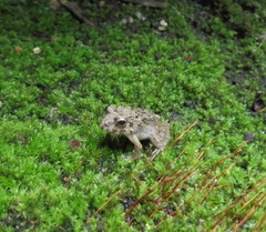 Fejervarya kawamurai