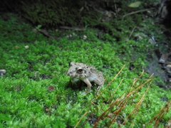 Fejervarya kawamurai